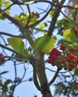 Natal bottlebrush