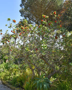 Greyia sutherlandii