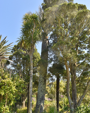 Chilean wine palm