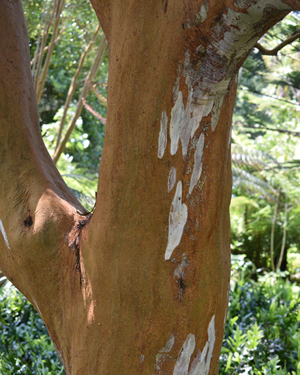 Luma apiculata