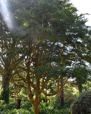 Luma apiculata