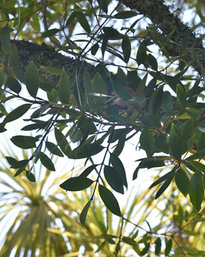 Metrosideros robusta