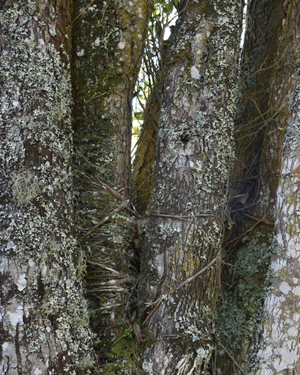 Metrosideros robusta