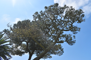Monterey pine