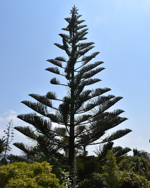 Norfolk Island Pine