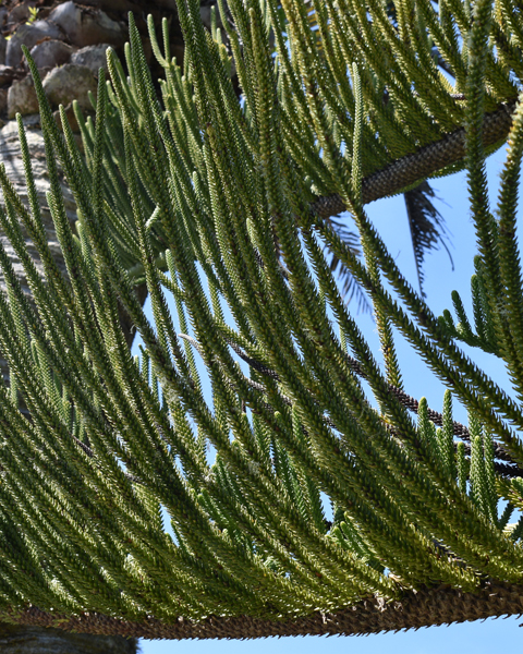 Norfolk Island Pine leaf