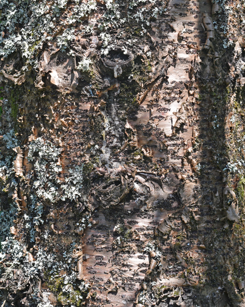 Norfolk Island pine trunk