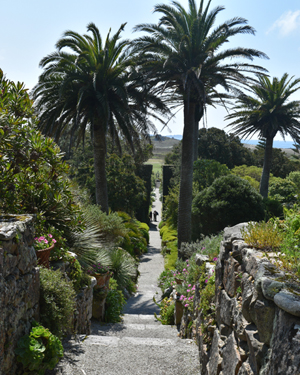 Canary Island date palm