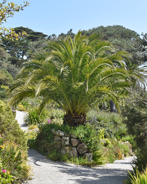 Phoenix canariensis