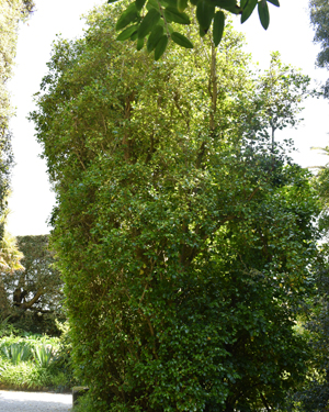 Quercus ilex