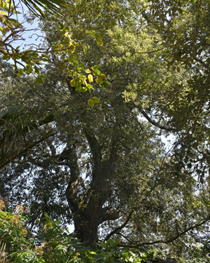 Holm oak