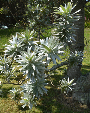 Silver tree