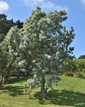 Leucadendron argenteum