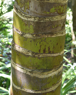 Rhopatostylis sapida