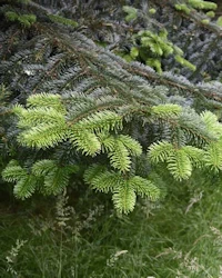 Abies amabilis