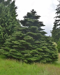 Abies Koreana