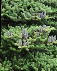 Abies amabilis