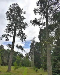 Abies nobilis