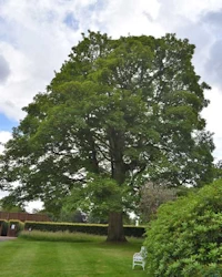Cedrus deodara