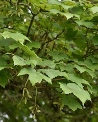 Cedrus deodara