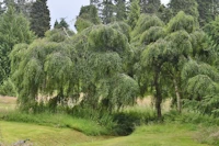 Betula pendula