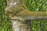 Betula pendula