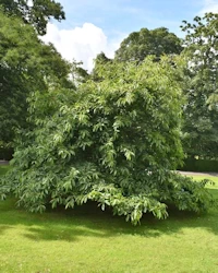 Castanea sativa