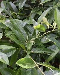Castanea sativa