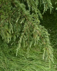 Cedrus deodara