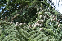 Cedrus libani