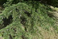 Cedrus libani