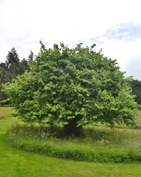 Corylus avellana contorta