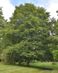 Fagus sylvatica