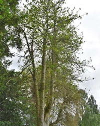 Ilex aquifolium