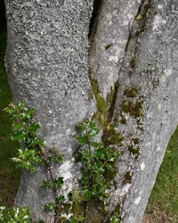 Ilex aquifolium