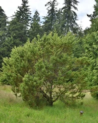 Juniperus communis