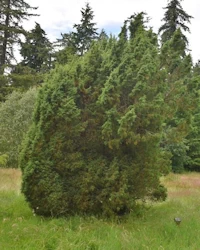Juniperus comunis