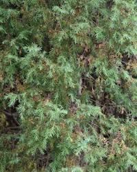 Juniperus communis hibernica