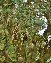Laburnum anagyroides