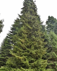 Picea orientalis