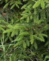 Picea orientalis