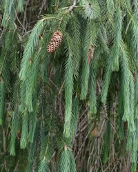 Picea spinulosa