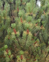 Pinus mugo