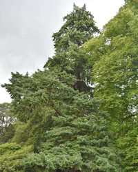 Pseudotsuga menziesii