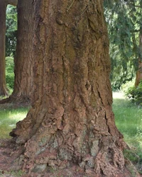 Pseudotsuga menziesii