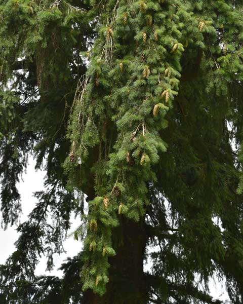 Pseudotsuga menziesii