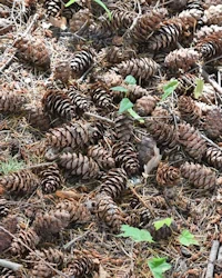 Pseudotsuga menziesii