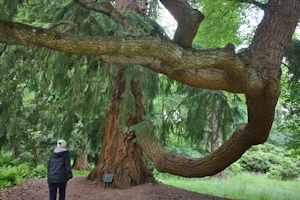 Pseudotsuga menziesii