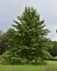 Pterocarya rhoifolia