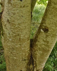 Pterocarya rhoifolia